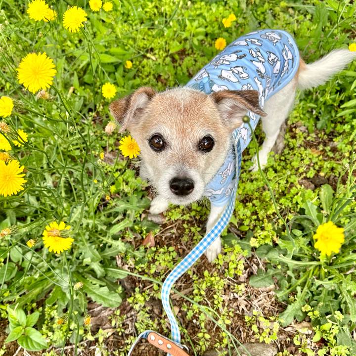 2462a81b d99c 4da4 9b65 5f83aca1499f 1716112205070