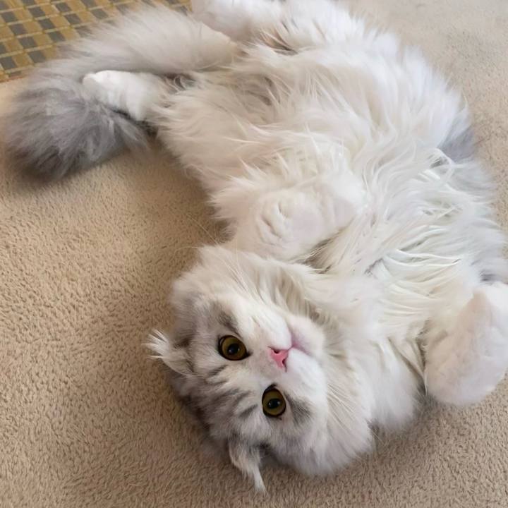 24646a6c c337 4733 9507 75279ac1116f 1613221011968