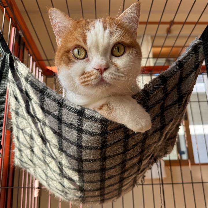 24682890 5f0c 4941 a92f 8d7850d8484b 1764464187832