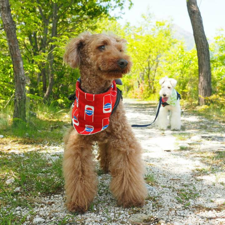 246a078b b142 4d18 bc46 b38ea1377c44 1525018674073