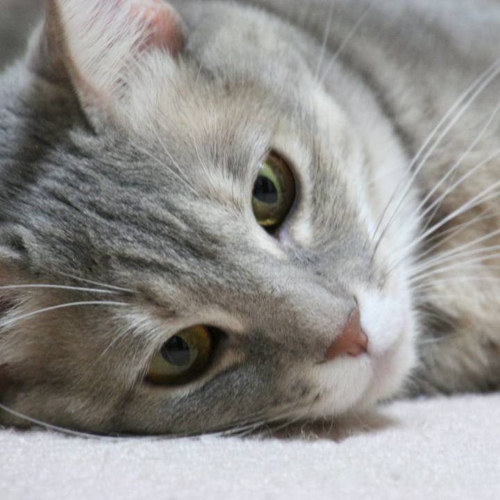 246d754c 3d1f 4c45 853b f90ab9690da0 1517832611141