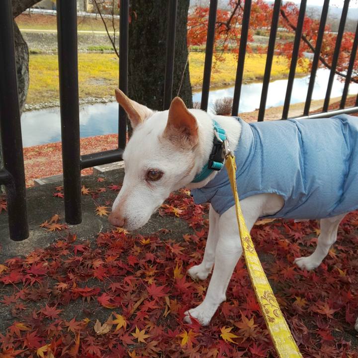 246e48d2 3949 4877 96dd 4fed96817814 1543973606273