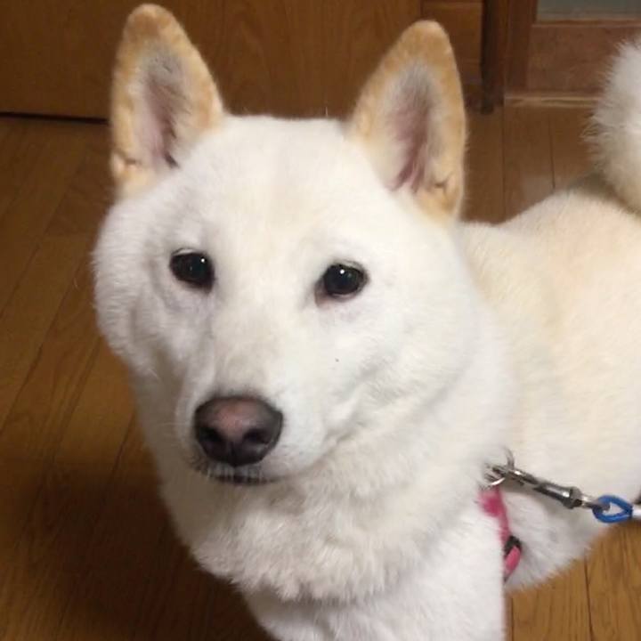 246f230c 99d2 4238 a34a 8161b64b36ad 1536843790318