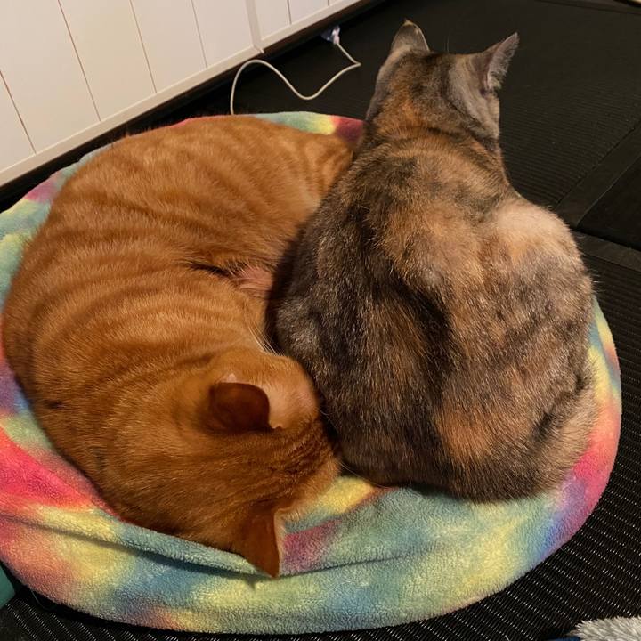 246f480f 7049 4c0e 85dd 541d43b6216c 1589967701407