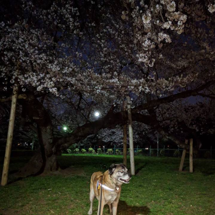 24706947 1be1 4398 9f45 7e33b9f7d333 1522320061972