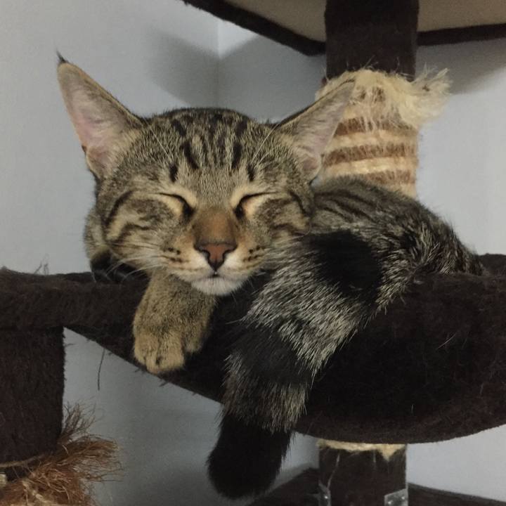 2471778a 09a4 4557 890c c77da94e190d 1513568249640