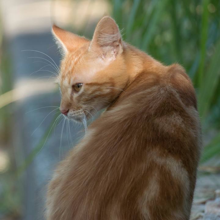 247361d8 1370 43a9 8b33 7f80b3985004 1534126117016