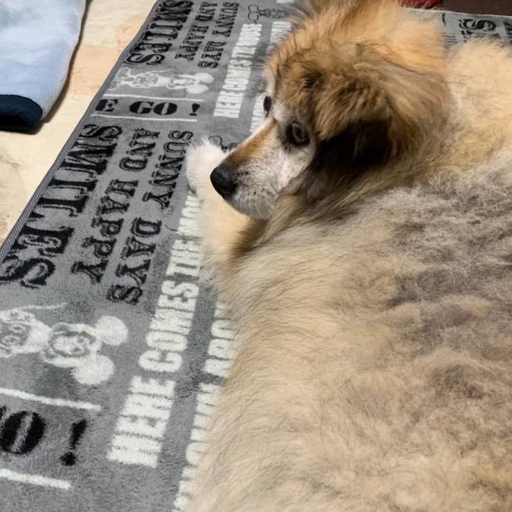 24767f1d bd5e 4134 8301 2ee94e1896a5 1575620498636