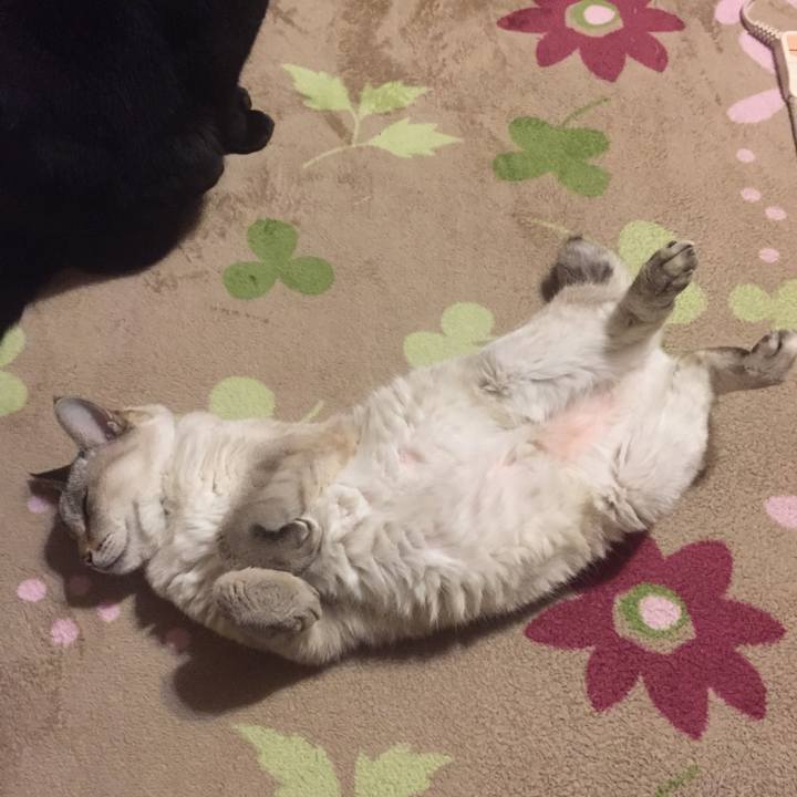 2481e8ec 49aa 476c 98d2 ae82368c3911 1545130957967