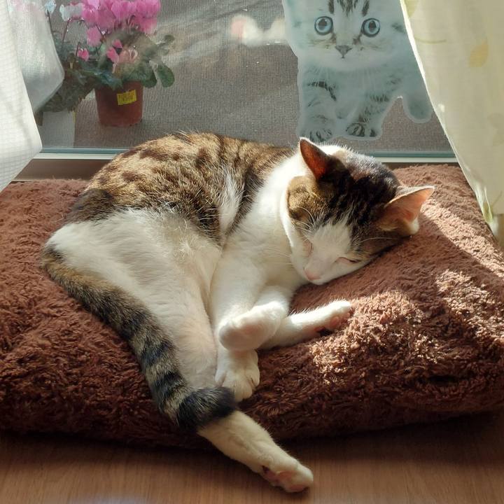 2483a594 48b9 4e47 b29a 59a88991cc8b 1763163500661