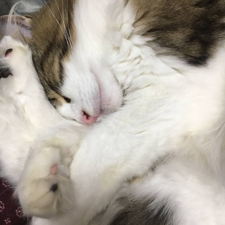 248a5faa 733e 4d9d b4df d42ab76c61f5 1508901823530