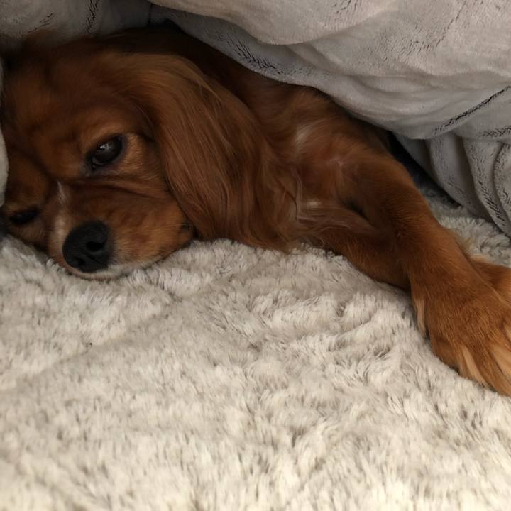 248b713d 86d4 45cc 9c66 53e73d4f3bcf 1556750179164