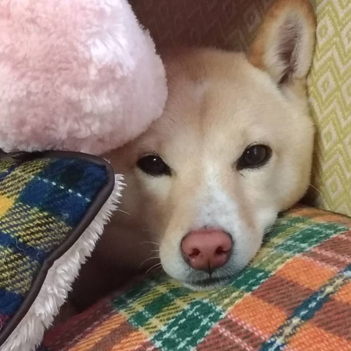 248c3753 e9bf 4caf a8f9 a4f1615faa4c 1545441422718