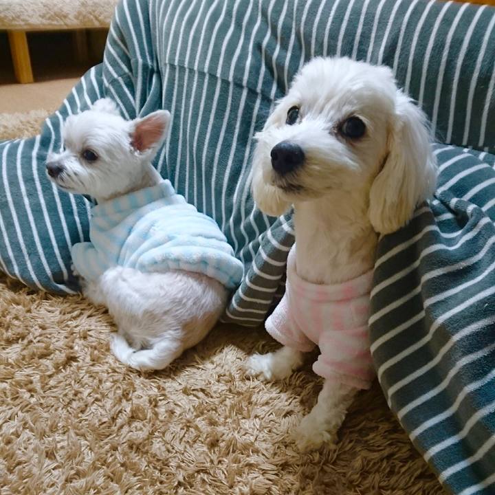 248c624d 3691 4d91 bacf 5af3fdfb70dd 1544478342743