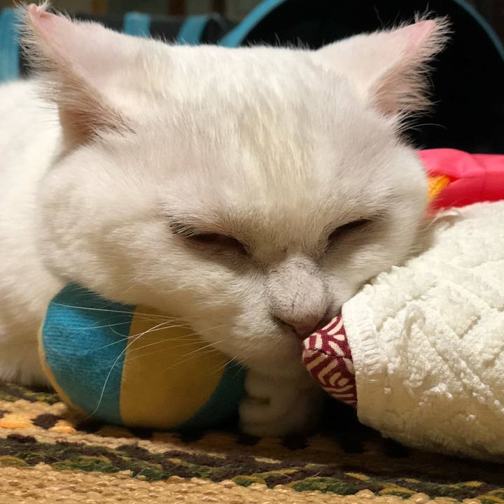 248db5e6 00c5 41d1 9872 a593cd2fc883 1532760879635