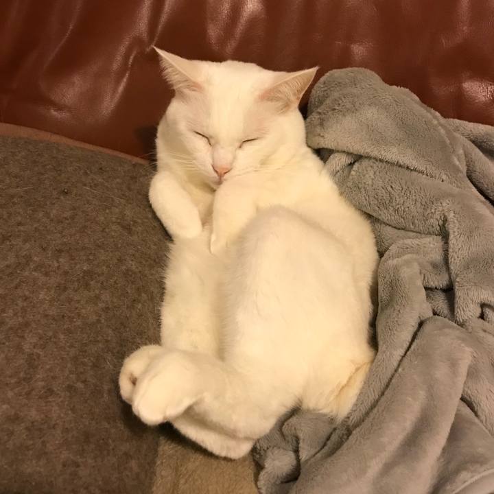 248ea38b debe 4bb7 aa4c 766cb695990f 1515242644590