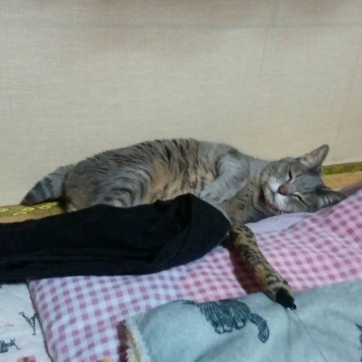 249043fb de56 438b a4cc af26be593ee2 1523741670695