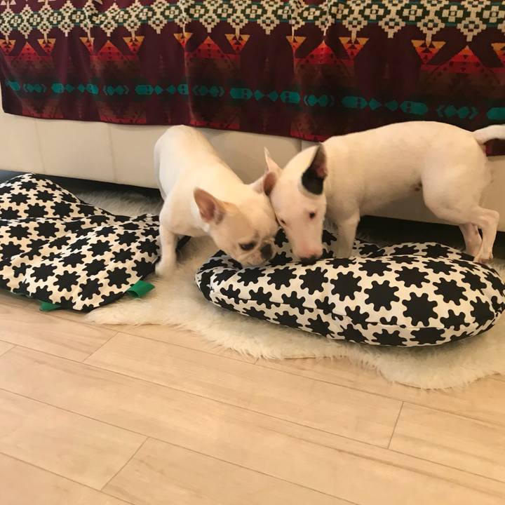 249357ce 96de 4431 9e66 bd6f3205faa8 1508724835025