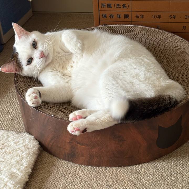 24946d2d 2856 4dab 8e25 a7e1901636e9 1766276021619