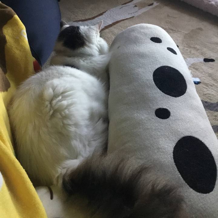 2498eb6b abe7 4a42 b823 70e717348e19 1576798805307