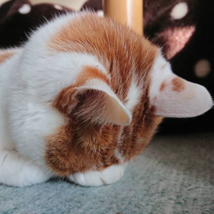 249900e0 d762 4f7e aa3d 33a9ca948f92 1544844104650