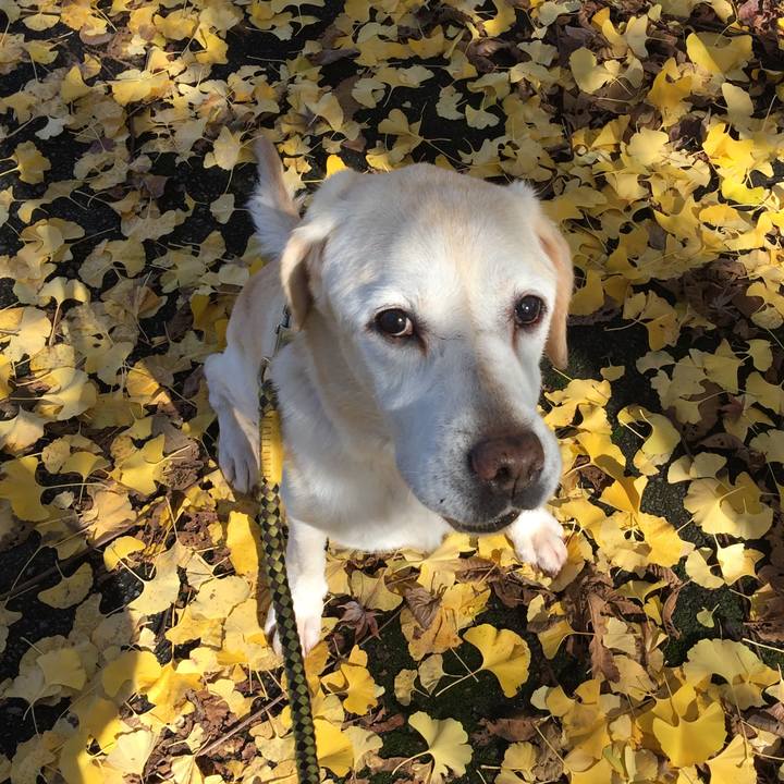 249a6f25 eac9 47b8 96f9 84370441dda3 1542513378586