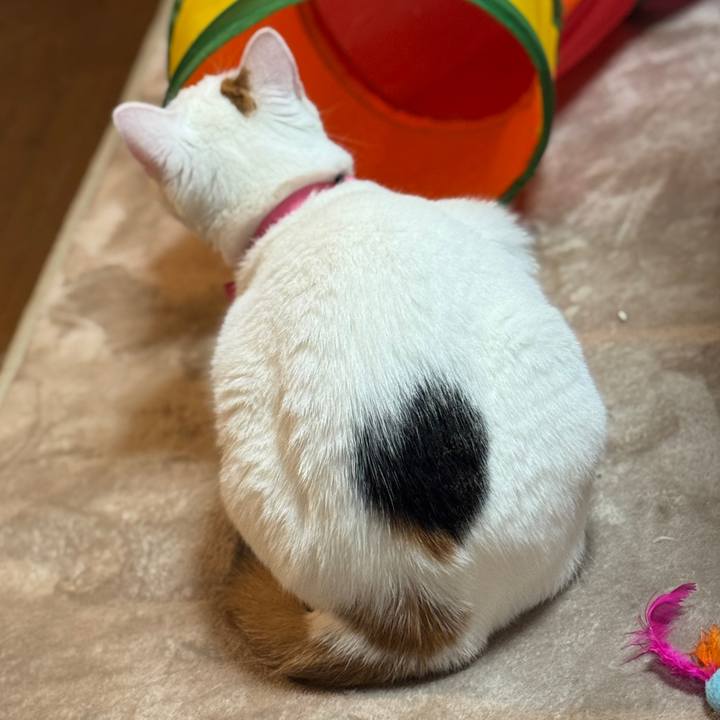 249ada9a b4b4 4774 9fc1 842fd2952d79 1763091408132