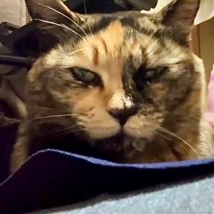 249bfd40 c395 4766 8040 696f3c67a806 1739102308515