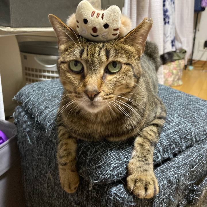 24a08820 8b09 4abf a4f8 4554e746a585 1688296749729