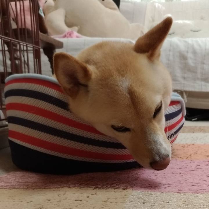 24a102a4 c790 4d5e 8e9e f514fa8e49df 1559604439266