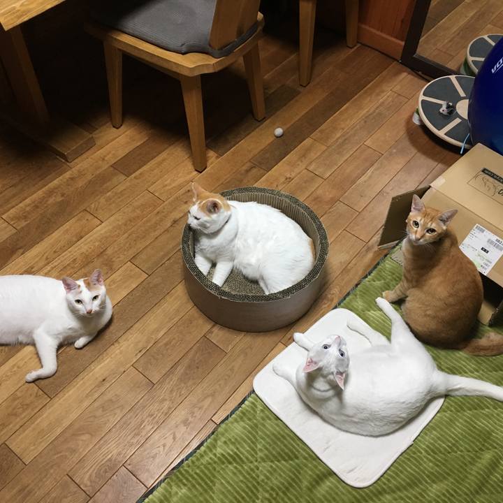 24a1aca8 8b02 49b3 a1b6 7fab01f6d3a0 1542716675850