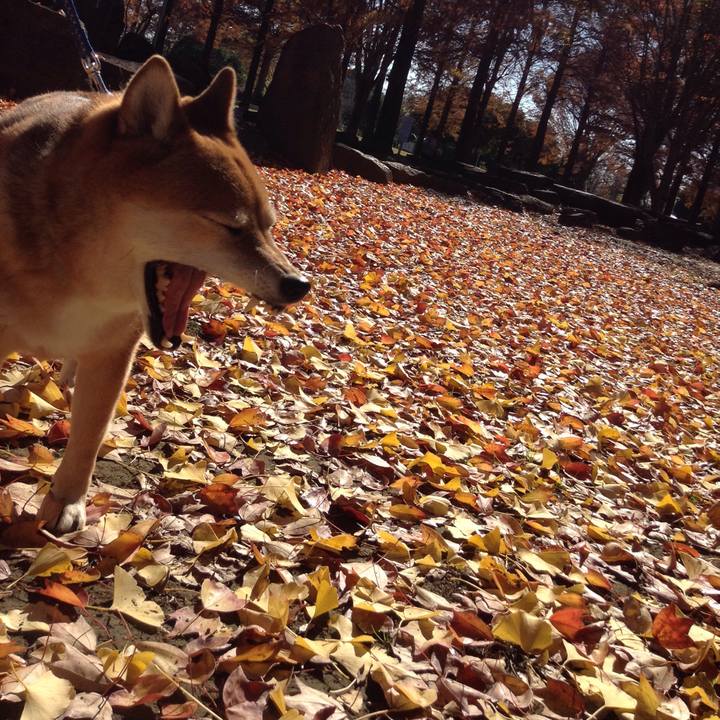 24a5050c a9b7 4499 9d71 a7a30bf92679 1543568385250