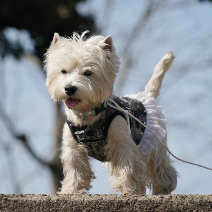 24a56dd3 98fe 4b53 aaba 1db82f962490 1519515151485