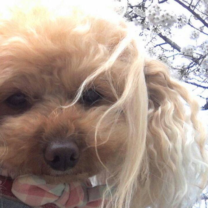 24ab87c2 460b 4976 baad fa00dac3b81a 1522820269233