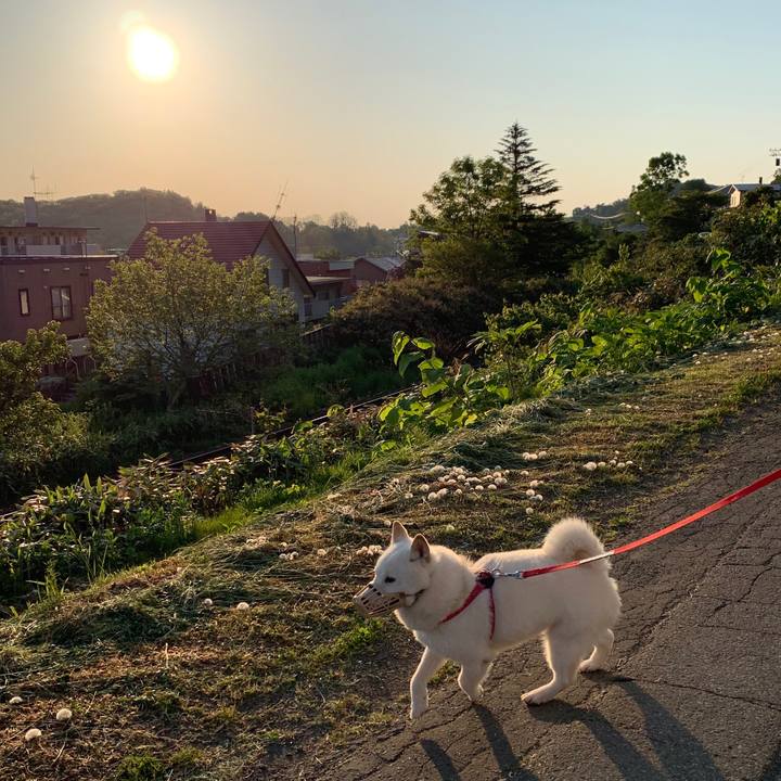 24ab9418 8d9e 4977 bd29 025523018e3d 1590959128472