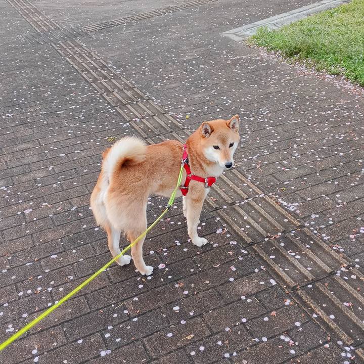 24ad54c6 9c73 44da bd46 e37ca965e9da 1743673620231