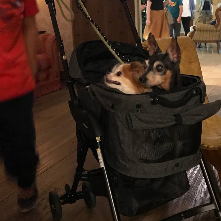 24ae6639 6380 4739 a137 5d8059d34fa6 1567255869314