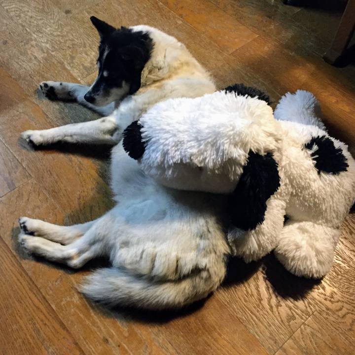 24b0c5c4 1cd0 4020 b15d d19e9dc802aa 1547967902772