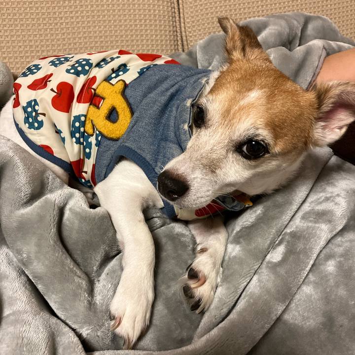 24b24649 76d5 4ef0 96de fe2bd0dab915 1762686606557