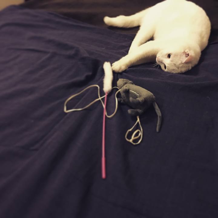 24b63a68 1045 4bee 99a6 c9e582a4babf 1518216370743