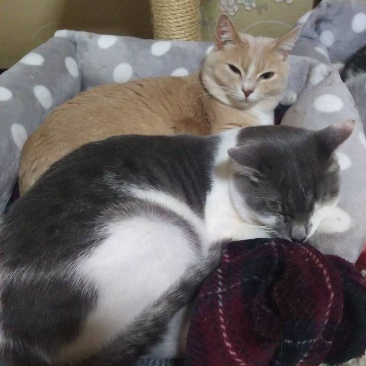 24b6a70e 479c 4353 af63 c1918cbbf925 1517240504042