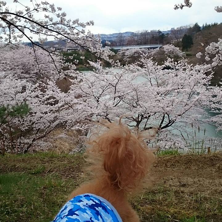 24b99950 3d65 48b4 b4fa 2345a806e4ce 1523152180145