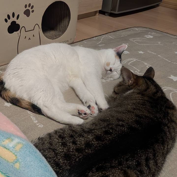 24bedf9d d7dd 4909 ace1 e930baa8bf23 1763465589740