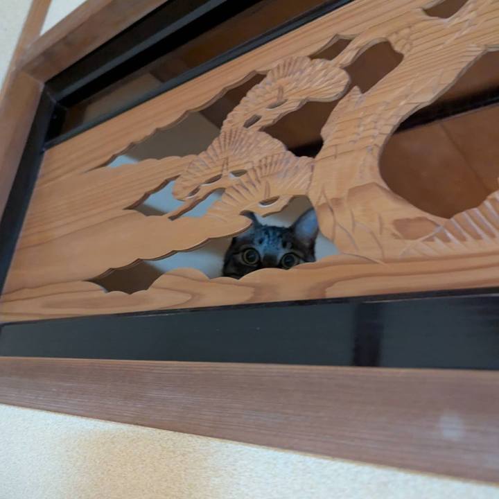 24c0fa81 dec9 4d82 8361 389874cd99dd 1741845087805