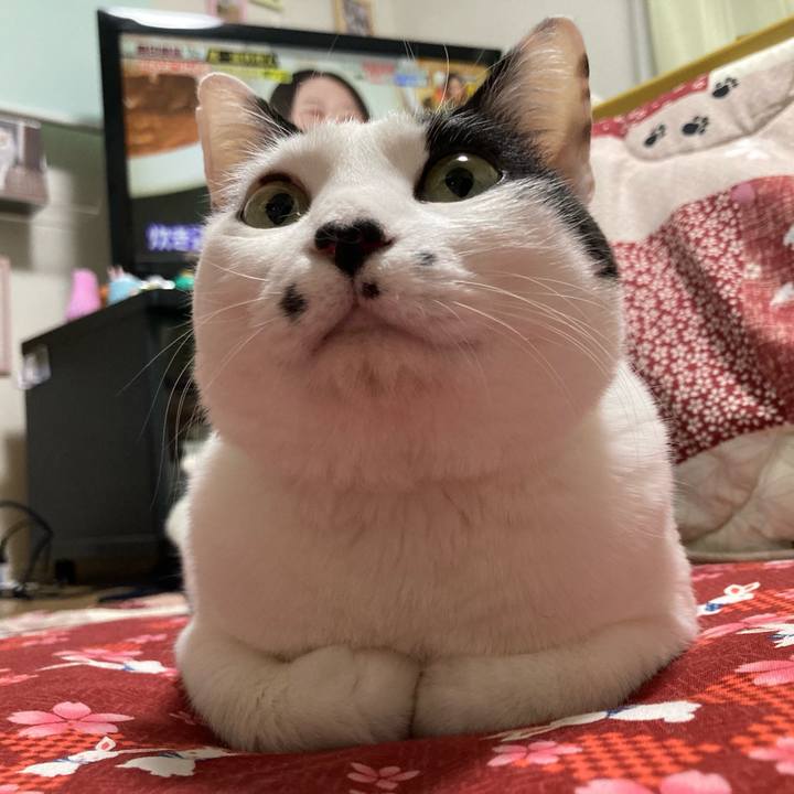 24c26d0a 54df 467a 8901 76b34e762c74 1770464509247