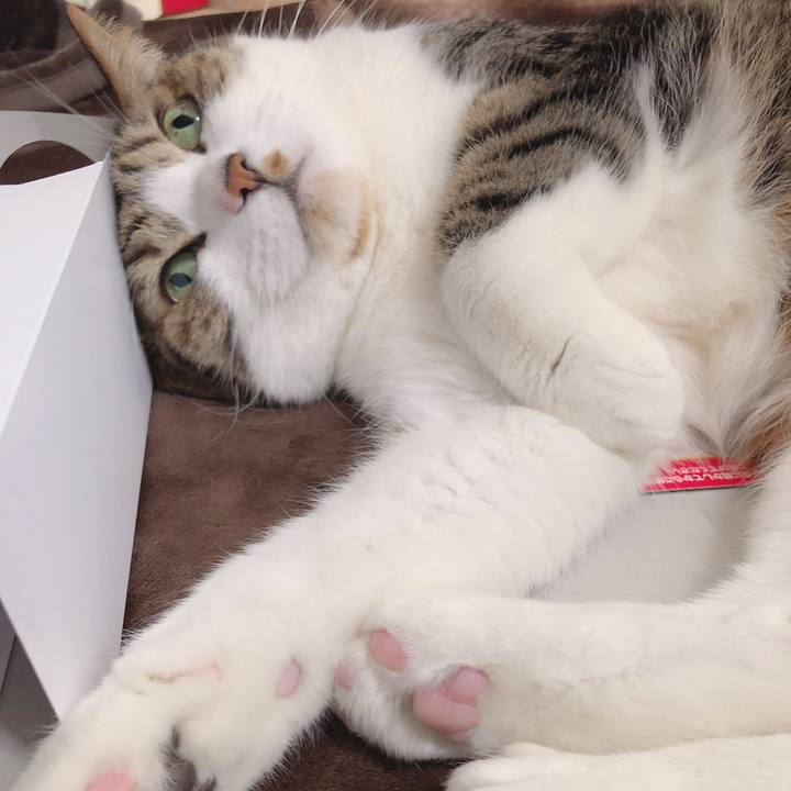 24c3c0bf cc0a 4481 91a4 e787090dca1d 1553085251130