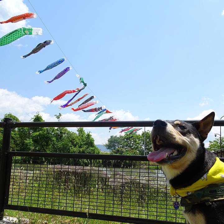 24c6785e 5968 40aa b4ee 1319a115f767 1525436969072