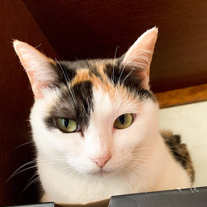 24c869c3 4da8 45a8 b743 79621bdbe0a0 1594086944058