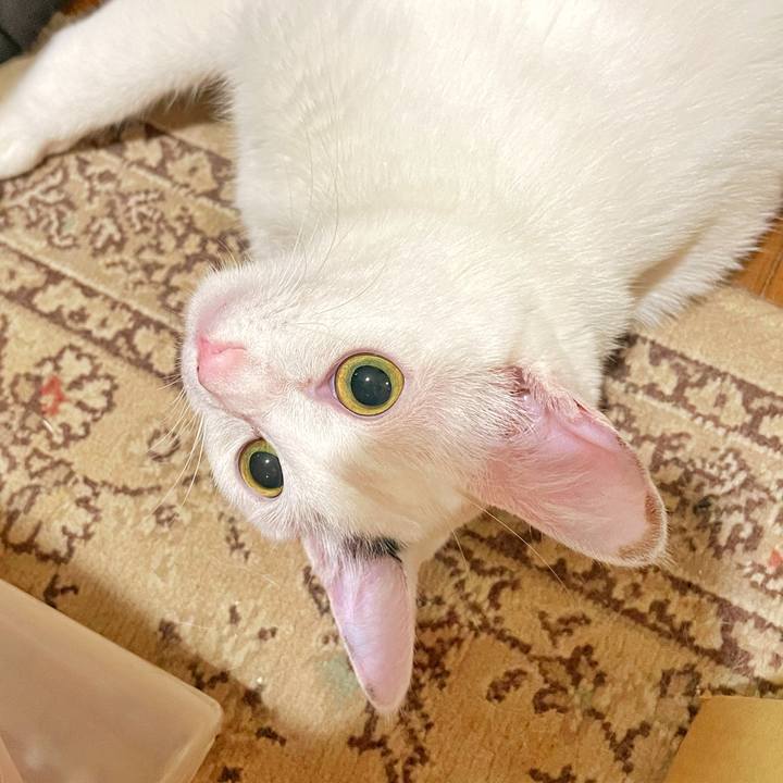 24cbb575 ce1d 435a b088 c30f37fc28ea 1689494146680