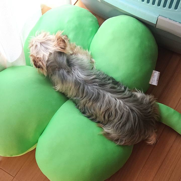 24cf89c9 79a7 4c53 b376 cd0b25cb16e8 1622410195154